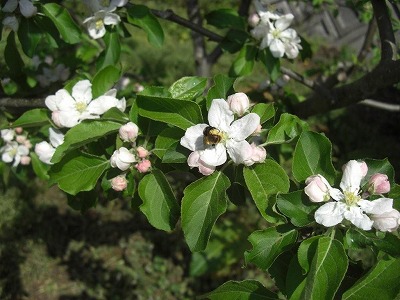 乙女リンゴの花